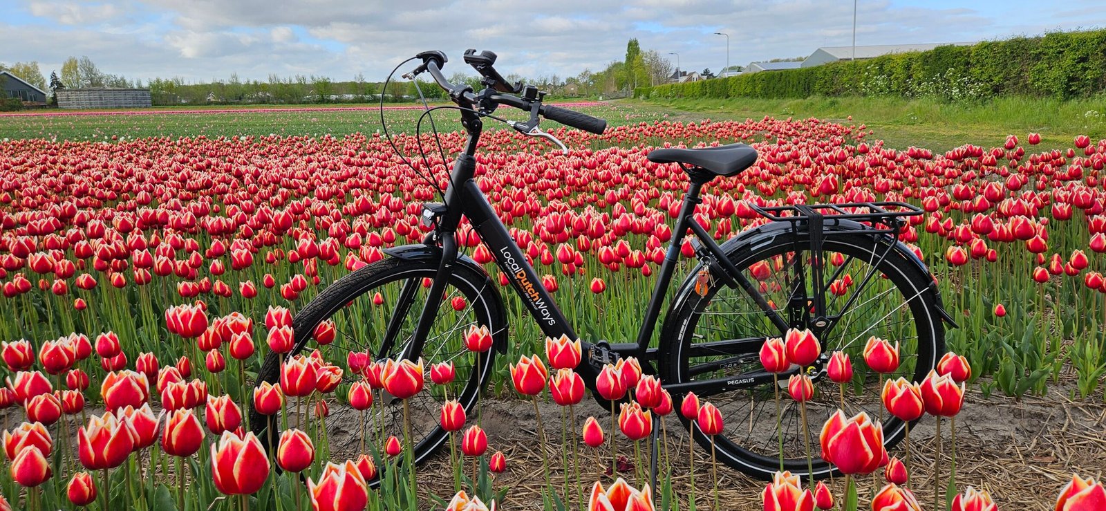 Flower fields