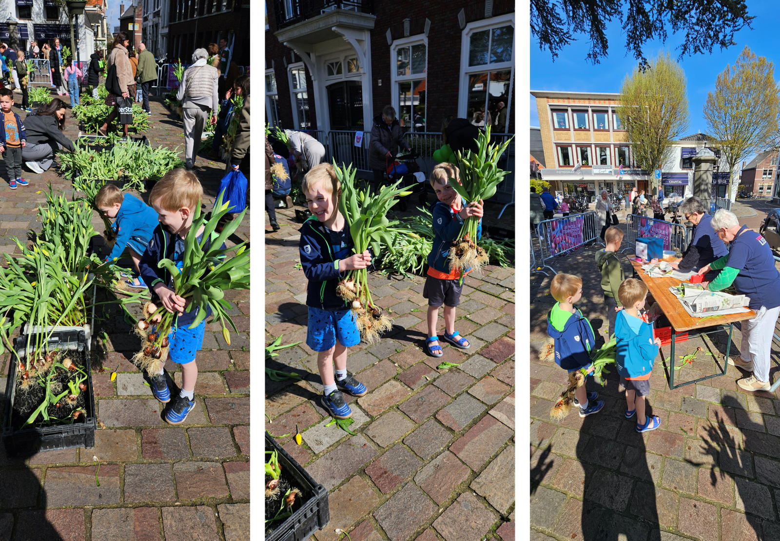 Twins picking tulips at the free pluktuin in Lisse 2026